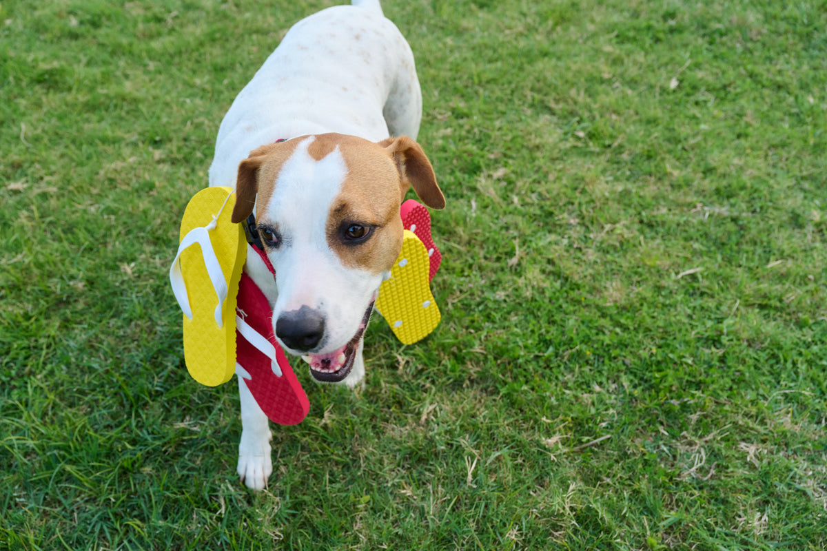 Dog carrying Locals slippahs on his back