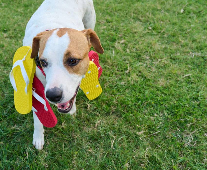 Dog wearing Locals slippahs on his back